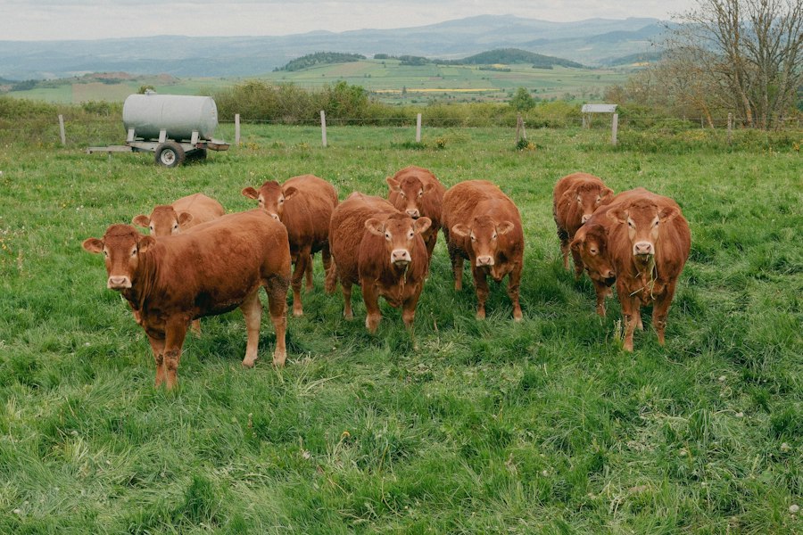 Beef cattle grazing open pasture.