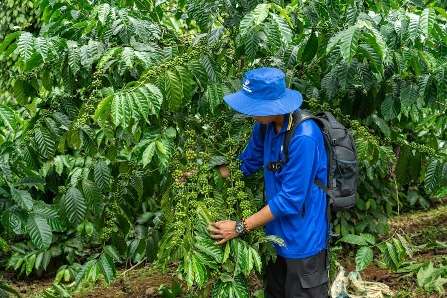 Coffee beans drying.