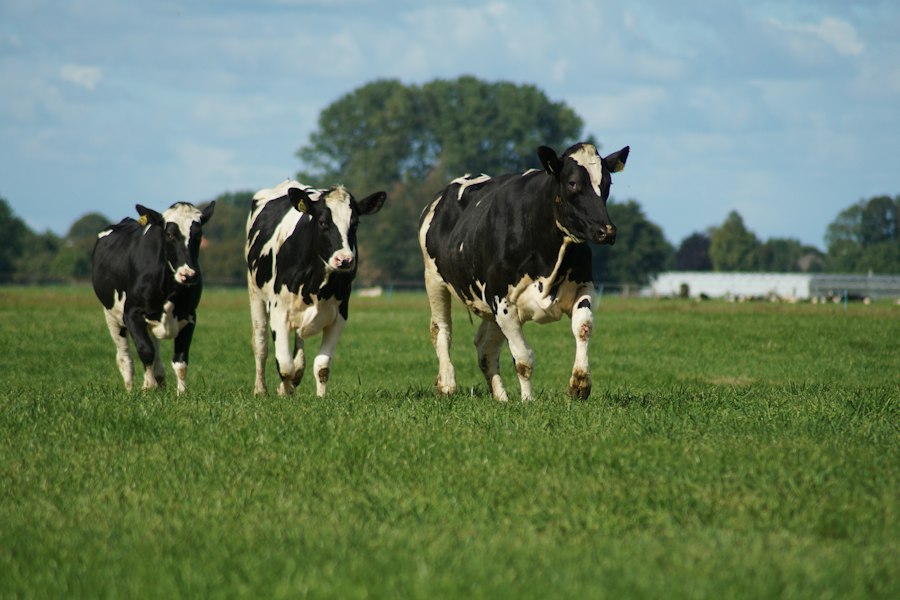 Dairy herd on pasture.