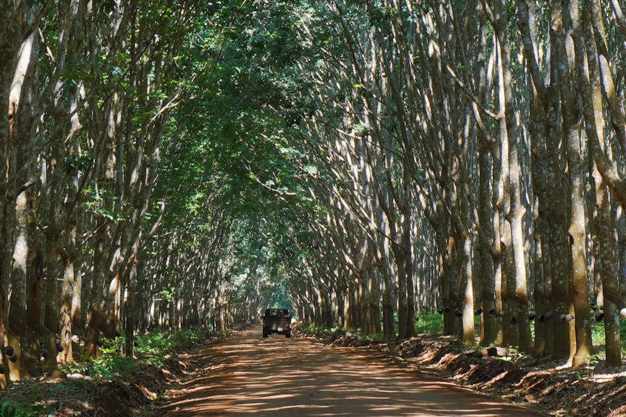 Natural rubber tapping on a plantation.