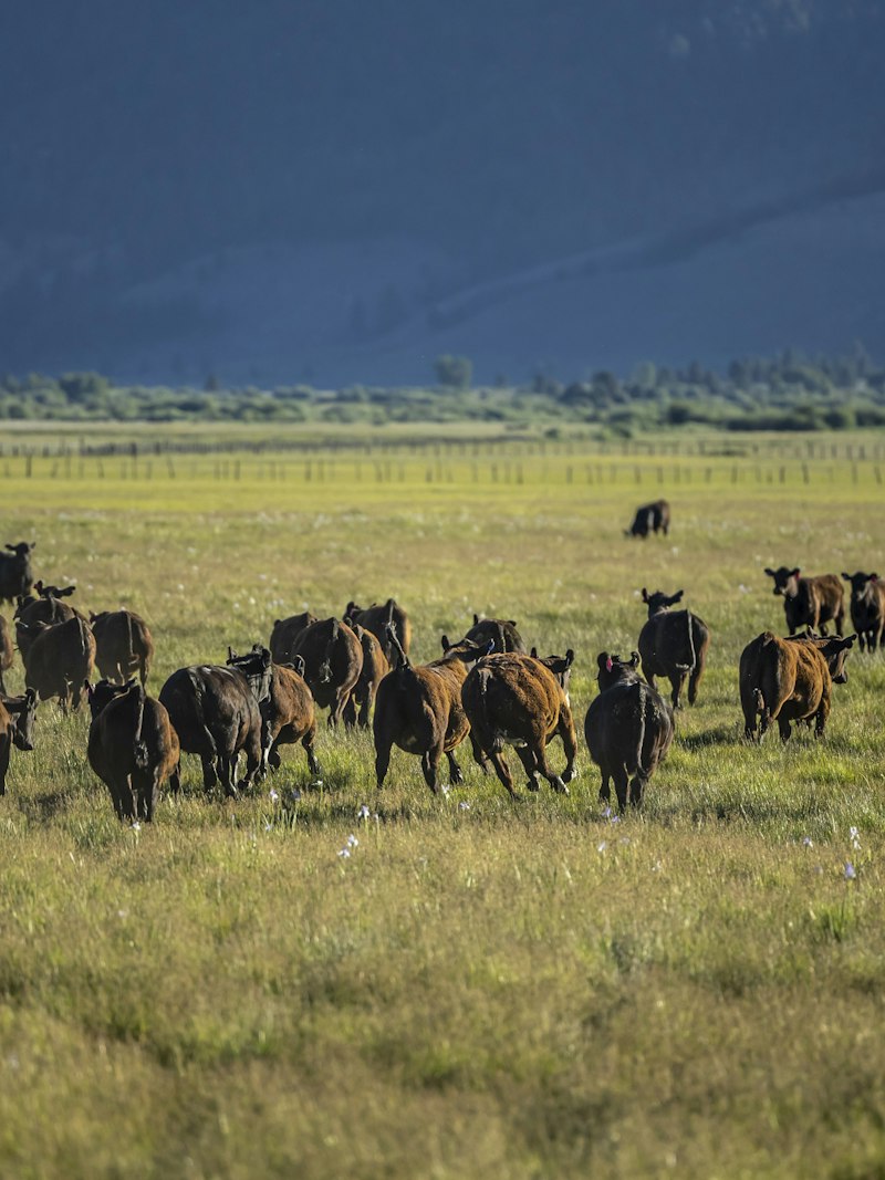 Beef cattle grazing open pasture.