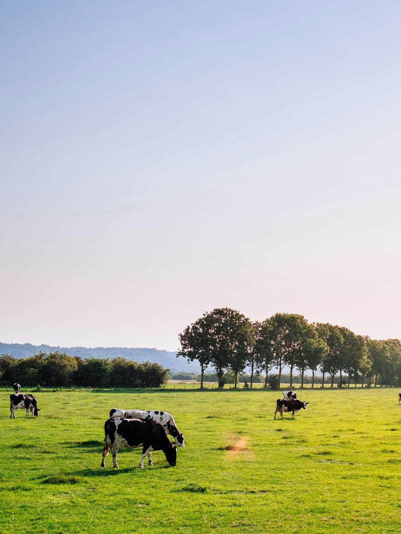 Dairy herd on pasture.