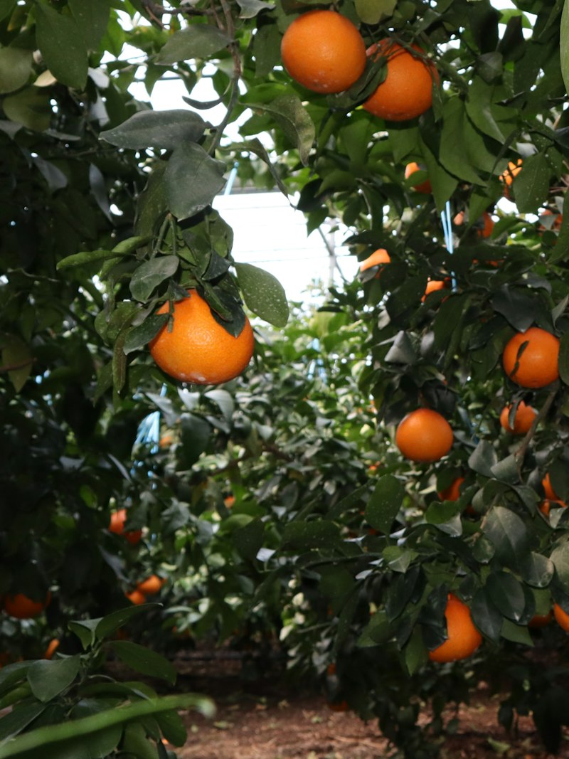 Orchard under cultivation.