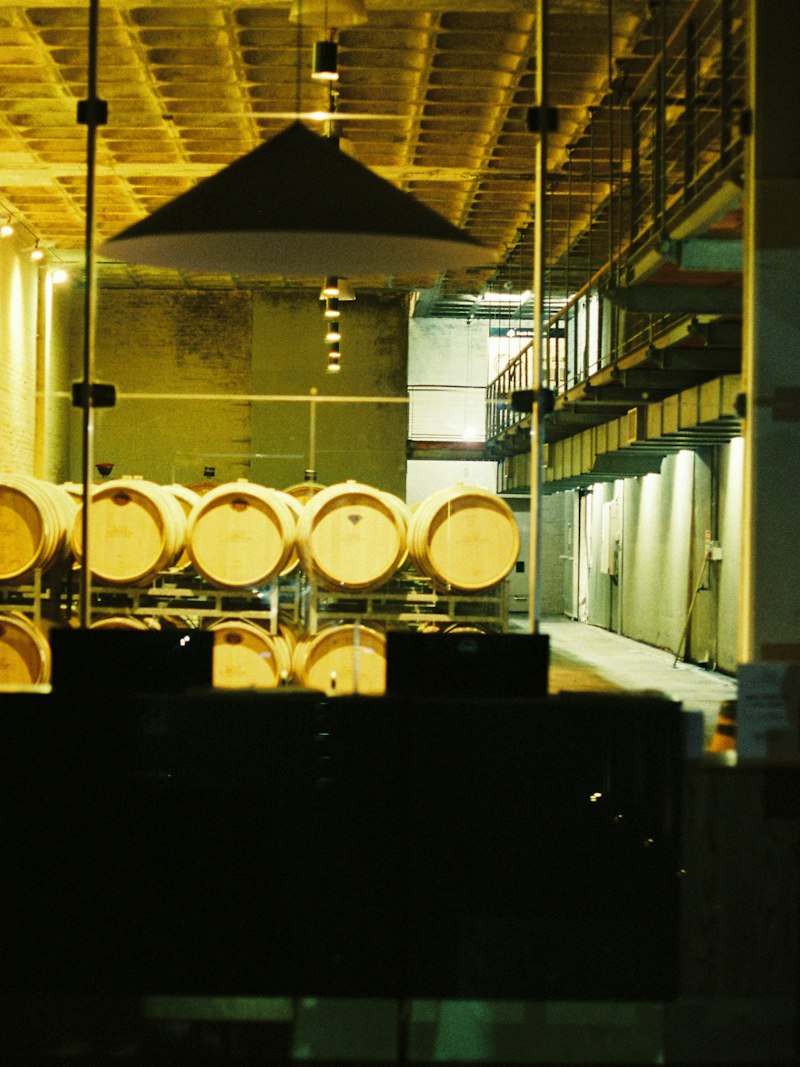 Vineyard rows in late light.