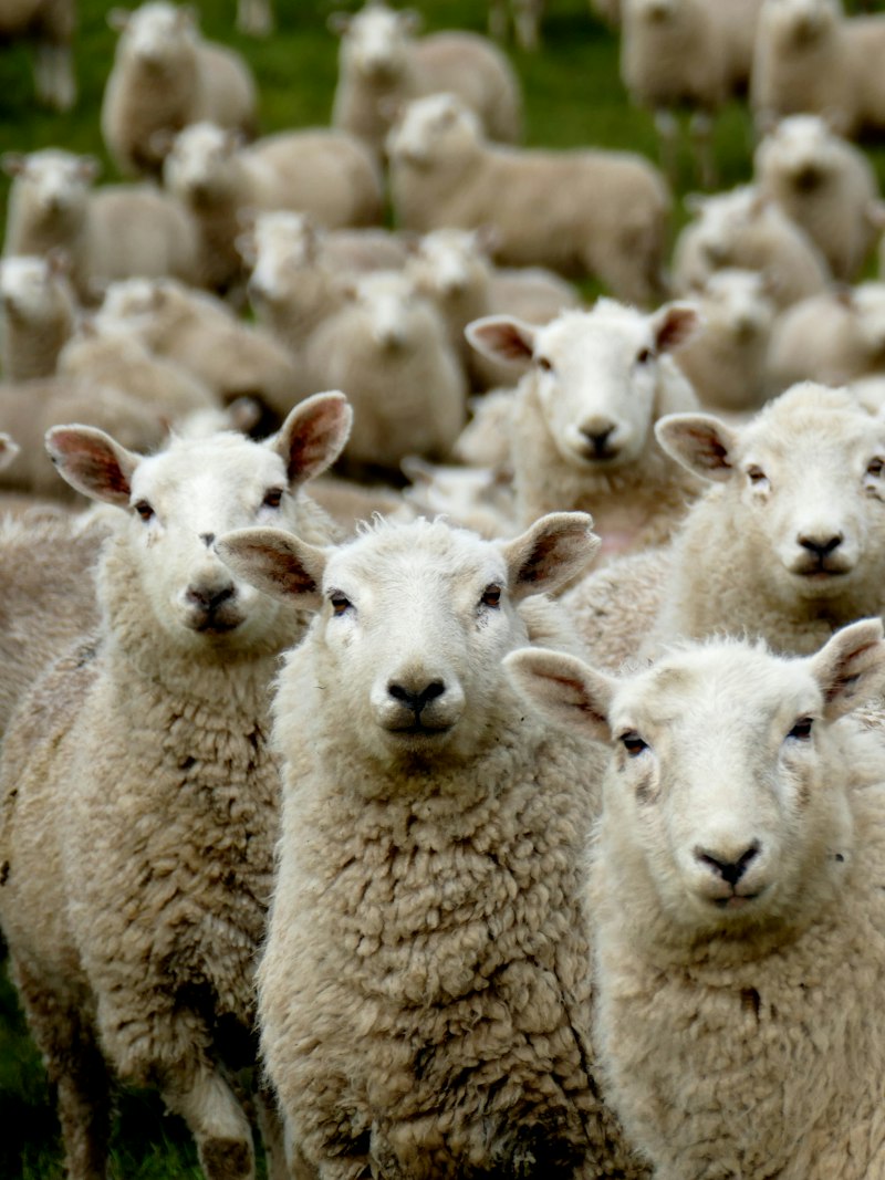 A flock on dry-grass paddock.