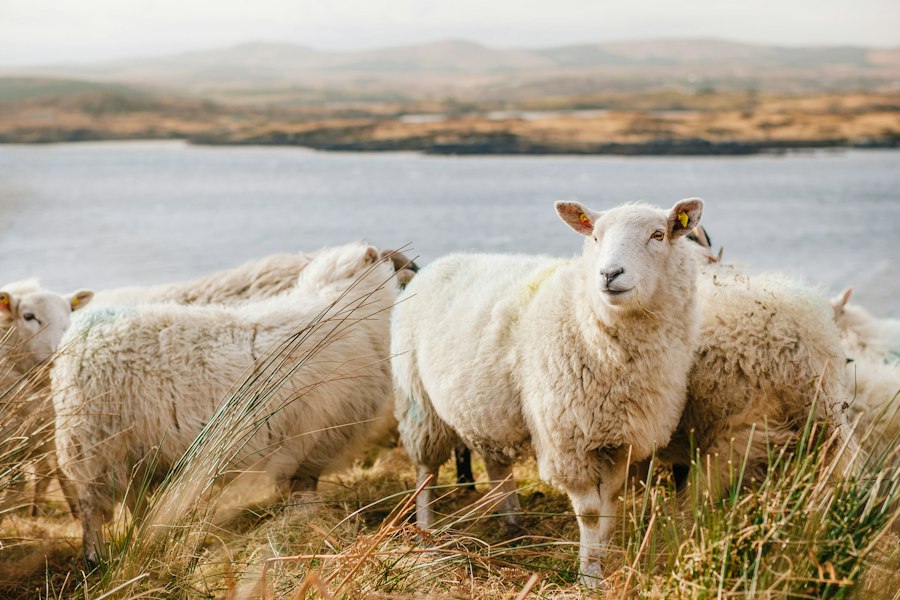 A flock on dry-grass paddock.